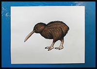 How to Draw a Kiwi Bird