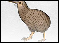 How to Draw a Kiwi Bird
