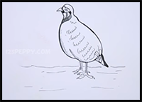 How to Draw a Partridge
