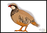 How to Draw a Partridge