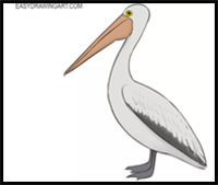 How to Draw a Pelican