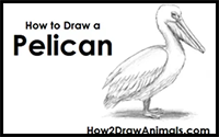 How to Draw a Pelican