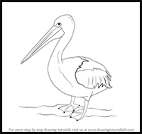 How to Draw a Pelican
