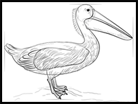 How to Draw a Pelican