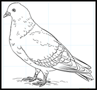 How to Draw a Pigeon
