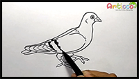 How to Draw Pigeon Step by Step