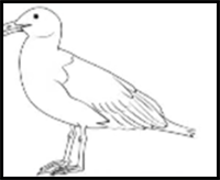 How to Draw a Seagull