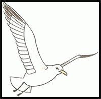 How to Draw a Seagull