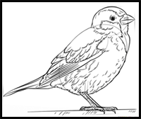 How to Draw a House Sparrow