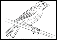 How to Draw a Eurasian Tree Sparrow