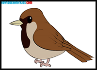 How to Draw a Sparrow for Kids