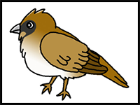 How to Draw a Sparrow