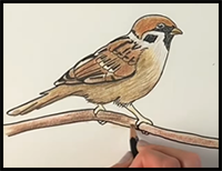 How to Draw a Sparrow