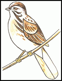 How to Draw a Sparrow