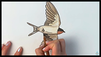 How to Draw a Swallow Bird