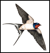 Step by Step Barn Swallow