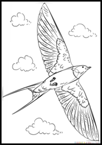 How to Draw a Barn Swallow

