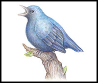 how to draw a bird step by step