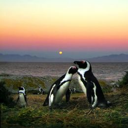 How







  to draw penguins