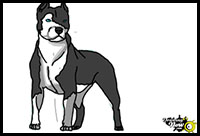how to draw an American Bull Dog