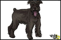 how to draw a schnauzer
