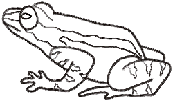 How to draw a Frog : How to Illustrate a Frog