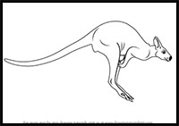 step by step tutorial on how to draw a kanagaroo