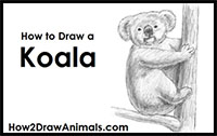 how to draw a koala