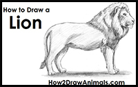How to Draw a Lion