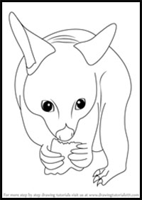 step by step drawing tutorial on how to draw a possum