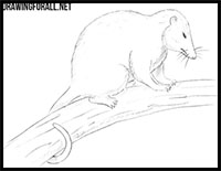 how to draw an opossum