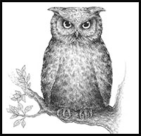 how to draw an owl