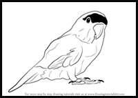 how to draw a parrot step by step