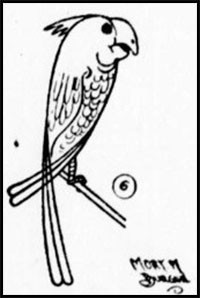 how to draw a parrot