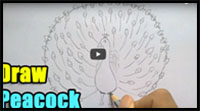 how to draw a peacock