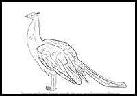 step by step drawing tutorial on how to draw a peacock