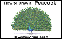 how to draw a peacock