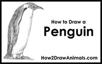 how to draw a penguin