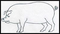 How to Draw a Pig