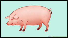 How to Draw a Pig