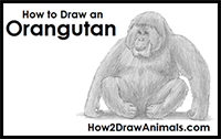 how to draw an orangutan