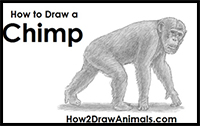 how to draw a chimpanzee