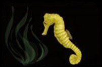 how to draw a seahorse