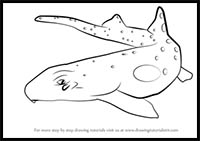 How to Draw an Epaulette Shark