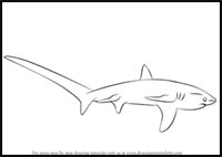 How to Draw a Thresher Shark