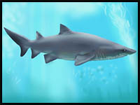 How to Draw a Shark