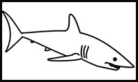How to Draw a Shark