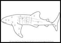 How to Draw a Whale Shark