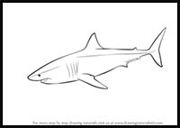 How to Draw a Great White Shark