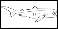 How to Draw a Megamouth Shark